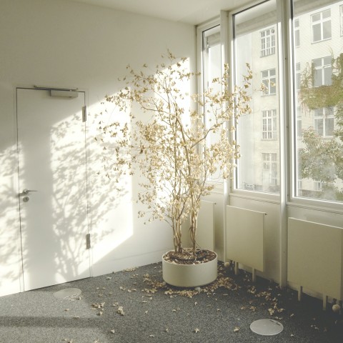 plant by windows