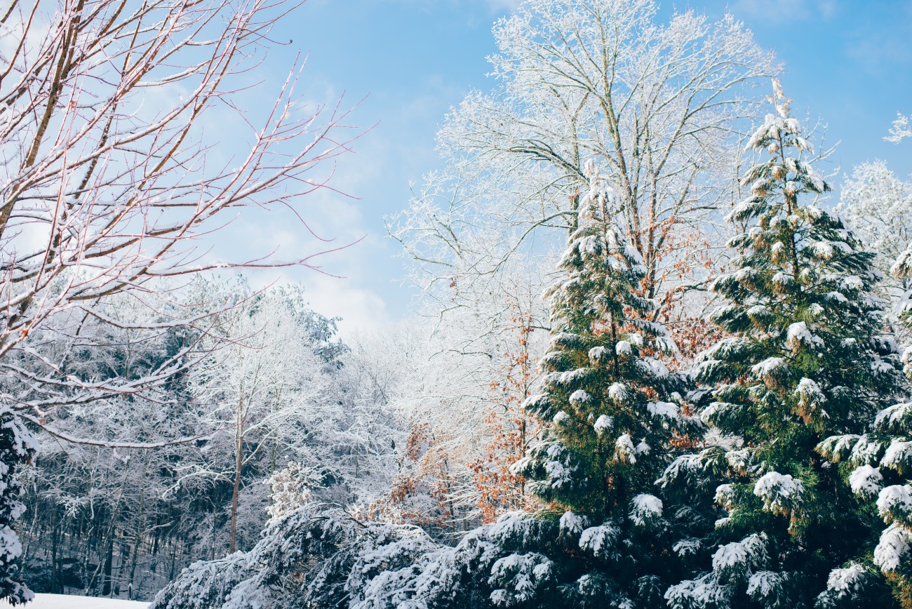wide shot of trees covered in snow